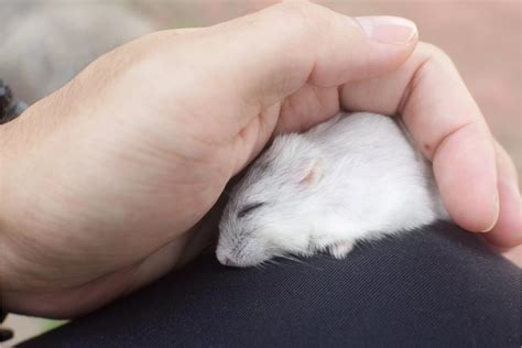 hamster sleeping more than usual